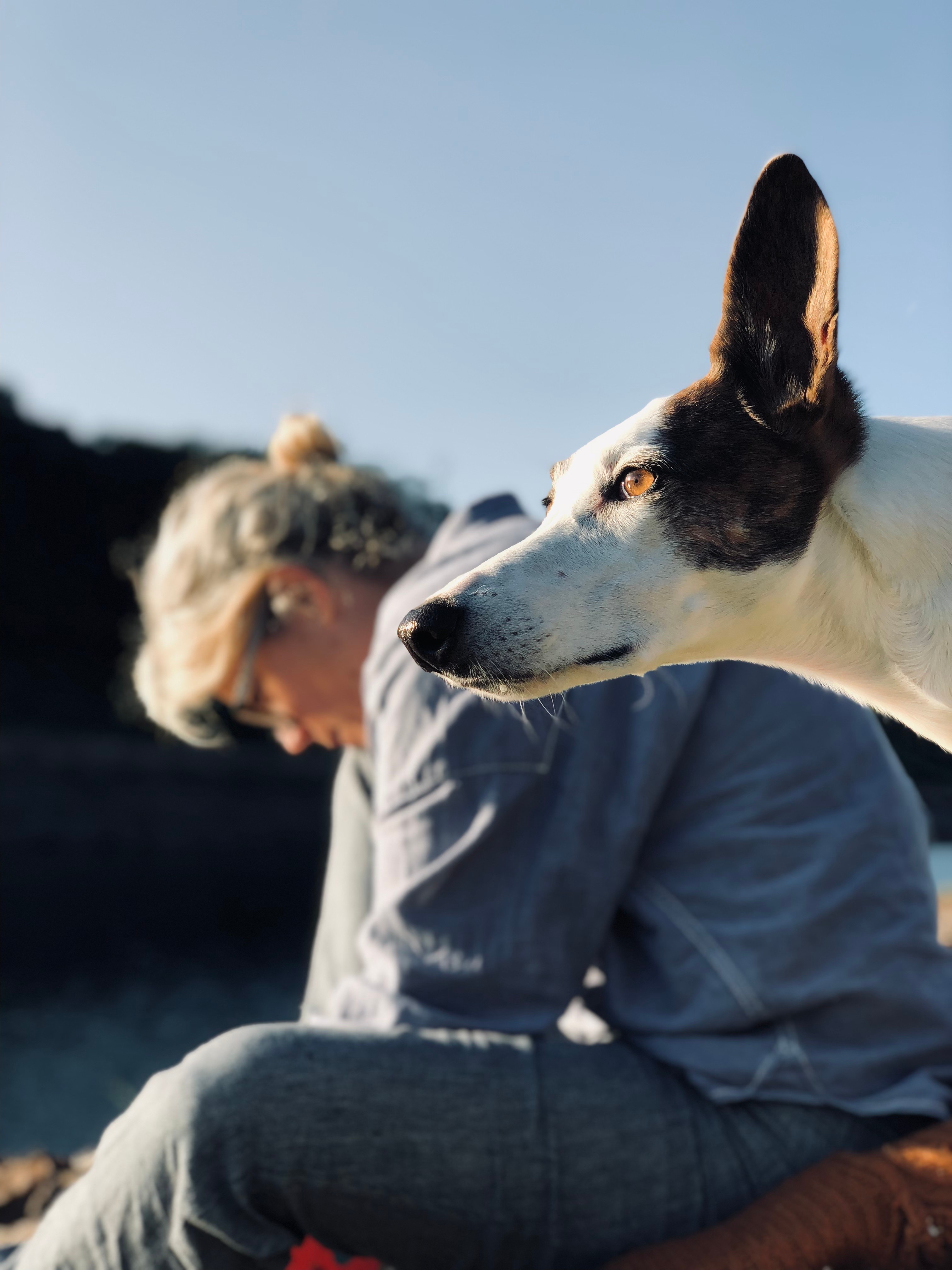 Person mit Hund in der Natur